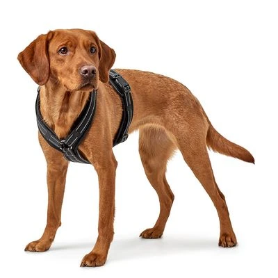 Arnés HUNTER Maldon Negro Para Perros 2 Arnés HUNTER Maldon Negro Para Perros - Imagen 2