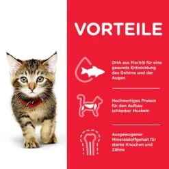 Hill's Science Plan Hill's Kitten Para Gatos -Mascota Suministros Ventas 102009 hill s science plan kitten seefisch hs 04 3