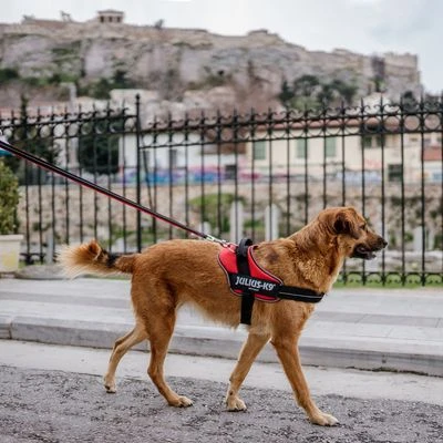 Julius K9 Arnés JULIUS-K9 IDC® POWAIR Naranja Para Perros 10 Julius K9 Arnés JULIUS-K9 IDC® POWAIR Naranja Para Perros - Imagen 10