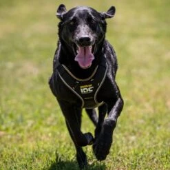 Julius K9 Arnés Para Perros JULIUS-K9 IDC® Longwalk Negro Y Gris 11 Julius K9 Arnés Para Perros JULIUS-K9 IDC® Longwalk Negro Y Gris -Mascota Suministros Ventas 123299 julius k9 idc longwalk geschirr schwarz grau hs 07 3