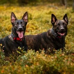 Rukka® Cube Soft Collar, Rojo / Negro 13 Rukka® Cube Soft Collar, Rojo / Negro -Mascota Suministros Ventas 139798 lfashion rukka cube soft halsband rot hs 05 6