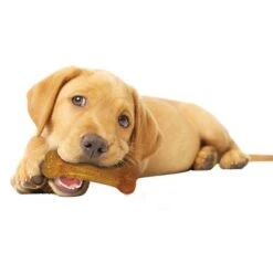 Huesos Nylabone Puppy - Pack De Inicio 7 Huesos Nylabone Puppy - Pack De Inicio -Mascota Suministros Ventas 150796 interpet nylabone puppy starterkit dogchew hs 03 8