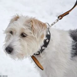 Collar De Cuero Heim Stars -Mascota Suministros Ventas 160891 heim halsband stars 8 1