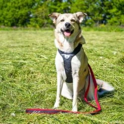 Petlando Arnés Pawz & Pepper Strong Rojo Y Negro Para Perros -Mascota Suministros Ventas 174596 174696 petlando fuhrleinestrong rot 230cm hs 08 6