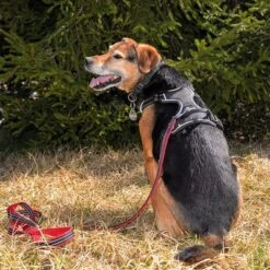 Petlando Arnés Pawz & Pepper Strong Rojo Y Negro Para Perros -Mascota Suministros Ventas 174596 174696 petlando fuhrleinestrong rot 230cm hs 09 7