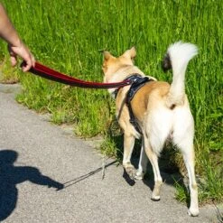 Petlando Arnés Pawz & Pepper Strong Rojo Y Negro Para Perros -Mascota Suministros Ventas 174596 174696 petlando fuhrleinestrong rot 230cm hs 10 3