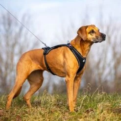 Arnés Curli Belka Comfort Negro Para Perros -Mascota Suministros Ventas 176034 curli belka comfort geschirr schwarz hs 08 3