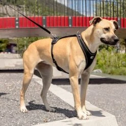 Arnés Curli Belka Comfort Negro Para Perros -Mascota Suministros Ventas 176034 curli belka comfort geschirr schwarz hs 09 6