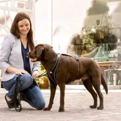 Arnés Curli Belka Comfort Negro Para Perros -Mascota Suministros Ventas 176034 curli belka comfort geschirr schwarz hs 11 2