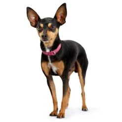 Collar De Cuero HUNTER Diamond Petit Rosa Y Negro Para Perros 5 Collar De Cuero HUNTER Diamond Petit Rosa Y Negro Para Perros -Mascota Suministros Ventas 185701 184535 184536 185705 184537 185707 hunter halsband diamond petit pinkschwarz hs 03 5