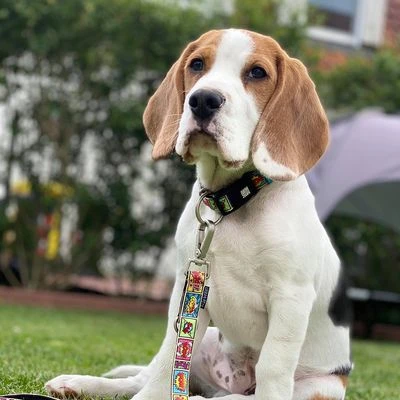 Collar Max & Molly Cómic Con Smart ID Para Perros 5 Collar Max & Molly Cómic Con Smart ID Para Perros - Imagen 5