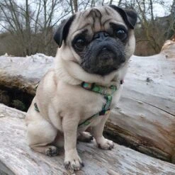 Arnés Max & Molly Donuts Para Perros -Mascota Suministros Ventas 190296 190297 190396 maxnmolly hg eschirr donuts hs 03 2