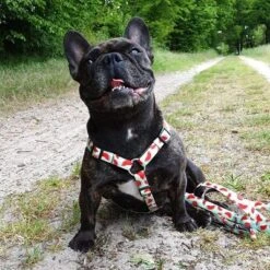 Arnés Max & Molly Watermelon Para Perros 22 Arnés Max & Molly Watermelon Para Perros -Mascota Suministros Ventas 190413 190414 190703 maxnmolly hg eschirr watermelon hs 03 8