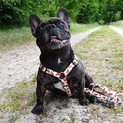 Arnés Max & Molly Watermelon Para Perros 9 Arnés Max & Molly Watermelon Para Perros - Imagen 9