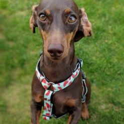 Arnés Max & Molly Watermelon Para Perros 23 Arnés Max & Molly Watermelon Para Perros -Mascota Suministros Ventas 190413 190414 190703 maxnmolly hg eschirr watermelon hs 04 2