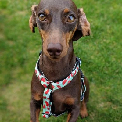 Arnés Max & Molly Watermelon Para Perros 10 Arnés Max & Molly Watermelon Para Perros - Imagen 10