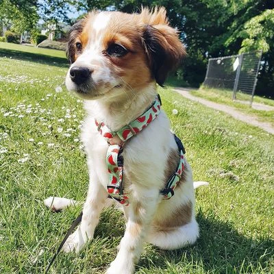 Arnés Max & Molly Watermelon Para Perros 2 Arnés Max & Molly Watermelon Para Perros - Imagen 2