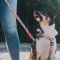 Arnés Max & Molly Watermelon Para Perros 25 Arnés Max & Molly Watermelon Para Perros -Mascota Suministros Ventas 190413 190414 190703 maxnmolly hg eschirr watermelon hs 08 4