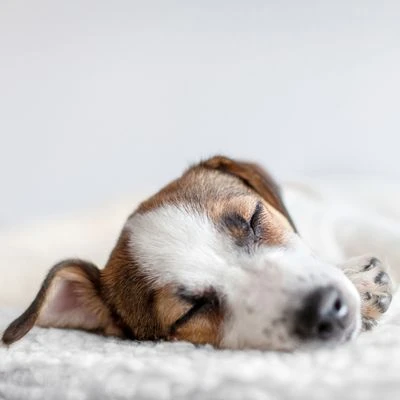 Esterilla Térmica HAFENBANDE Molly Con Regulador De Temperatura 5 Esterilla Térmica HAFENBANDE Molly Con Regulador De Temperatura - Imagen 5