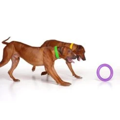 Ferplast Puller Juguete Para Perros -Mascota Suministros Ventas 199296 ferplastitalien ferplast hundespielzeug puller midi 27cm hs 08 9