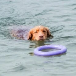 Ferplast Puller Juguete Para Perros -Mascota Suministros Ventas 199296 ferplastitalien ferplast hundespielzeug puller midi 27cm hs 19 0