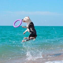 Ferplast Puller Juguete Para Perros -Mascota Suministros Ventas 199296 ferplastitalien ferplast hundespielzeug puller midi 27cm hs 20 9