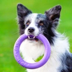 Ferplast Puller Juguete Para Perros -Mascota Suministros Ventas 199297 ferplastitalien ferplast hundespielzeug puller midi 19cm hs 16 9