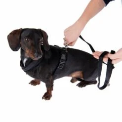 Correa Ajustable Nomad Tales Blush ébano Para Perros 22 Correa Ajustable Nomad Tales Blush ébano Para Perros -Mascota Suministros Ventas 1 325401 325396 blush s fg 6960 0