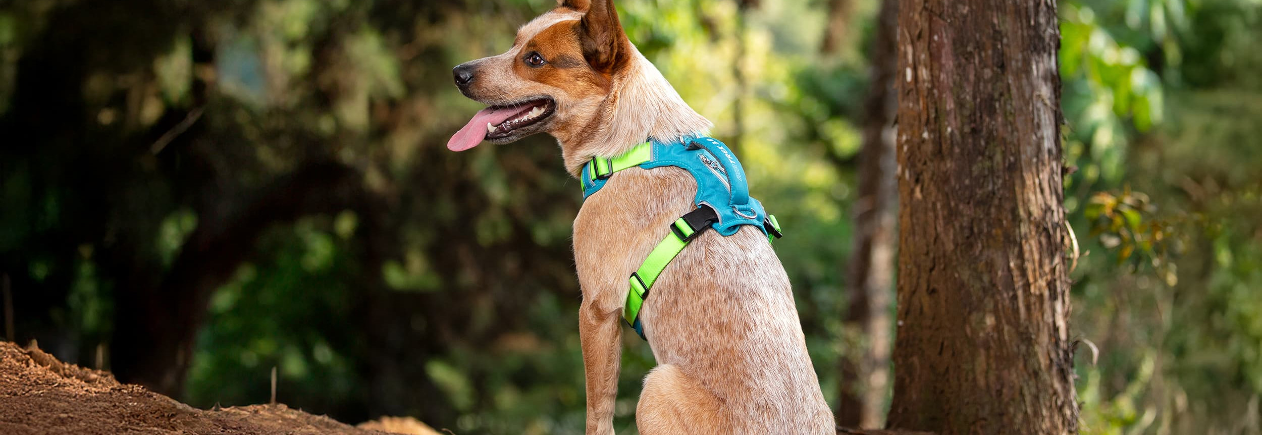 Mascota Suministros Ventas -Mascota Suministros Ventas 2