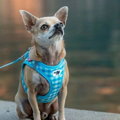 Set Curli: Arnés Vest Air-Mesh + Correa Basic Caro Azul Cielo - Imagen 5