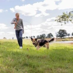 Trixie Caña Estimulante Juguete De Adiestramiento Para Perros -Mascota Suministros Ventas 209093 trixie reizangel hs 08 7