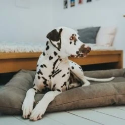 Cama Hunter Bologna Color Piedra Para Perros 13 Cama Hunter Bologna Color Piedra Para Perros -Mascota Suministros Ventas 212954 212955 hunter hundebett bologna stein hs 07 0