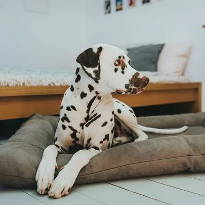 Cama Hunter Bologna Color Piedra Para Perros 6 Cama Hunter Bologna Color Piedra Para Perros - Imagen 6