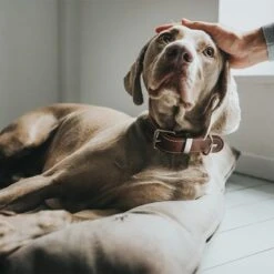 Cama Hunter Bologna Color Piedra Para Perros 15 Cama Hunter Bologna Color Piedra Para Perros -Mascota Suministros Ventas 212954 212955 hunter hundebett bologna stein hs 08 0