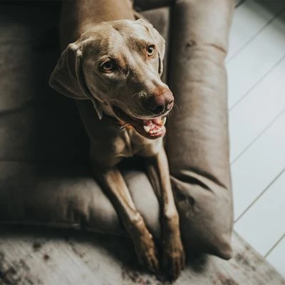 Cama Hunter Bologna Color Piedra Para Perros 7 Cama Hunter Bologna Color Piedra Para Perros - Imagen 7