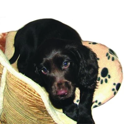 Almohadilla SnuggleSafe 5 Almohadilla SnuggleSafe - Imagen 5