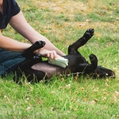 Pet Teezer Cepillo Para Cachorros -Mascota Suministros Ventas 230724 pet teezer welpenbuerste hs 18 2