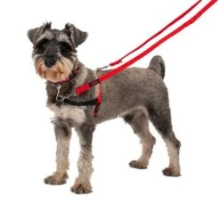 Correa Halti Para El Adiestramiento De Perros -Mascota Suministros Ventas 235202 coa halti trainingsleine rot hs1 0