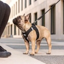 Arnés Curli Vest Clasp Air-Mesh Negro Para Perros 9 Arnés Curli Vest Clasp Air-Mesh Negro Para Perros -Mascota Suministros Ventas 267309 267310 267311 267312 267696 267796 curli vest geschirr clasp airmesh schwarz hs 03 5