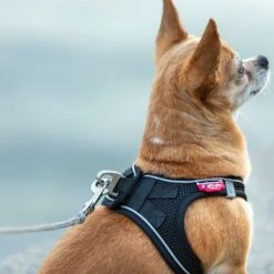 Correa De Bolsillo Curli Ultrarresistente -Mascota Suministros Ventas 267896 267897 ultrastarke taschenleine hs 09 8