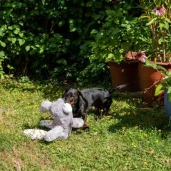 Conejo Elsie De Peluche Para Perros 23 Conejo Elsie De Peluche Para Perros -Mascota Suministros Ventas 267996 elsie mit hund fg 3335 8