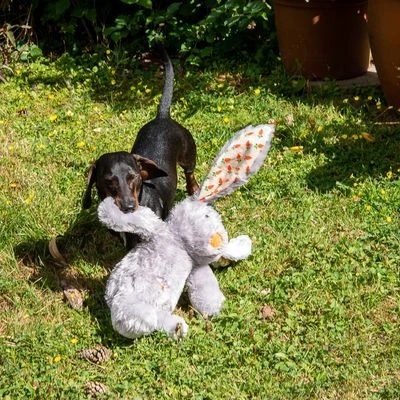 Conejo Elsie De Peluche Para Perros 7 Conejo Elsie De Peluche Para Perros - Imagen 7