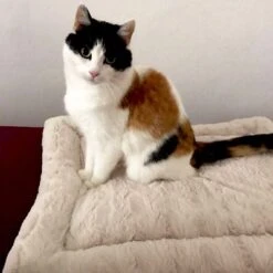 Self Heating Bed Cojín Para Perros -Mascota Suministros Ventas 288354 291896 waagenschmitt hundekissen selfheating bed hs 10 2