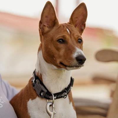 Collar Hurtta Bare Carbón Para Perros 10 Collar Hurtta Bare Carbón Para Perros - Imagen 10