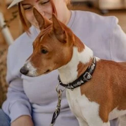 Collar Hurtta Bare Carbón Para Perros 22 Collar Hurtta Bare Carbón Para Perros -Mascota Suministros Ventas 291297 291298 288343 291396 hurtta bare halsband coal hs 08 4