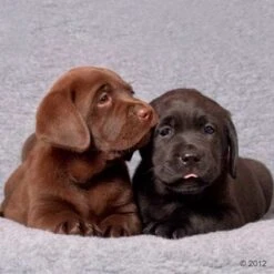 Manta Vetbed® Original Gris Para Perros Y Gatos -Mascota Suministros Ventas 296191 vetbed isobed welpen 05 2012 1