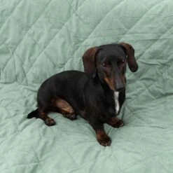 Manta Para Perros Modern Living Victoria -Mascota Suministros Ventas 318002 decke victoria fg 6050 2