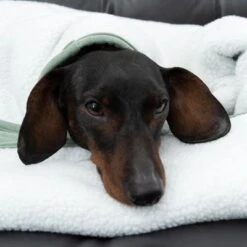 Manta Para Perros Modern Living Victoria -Mascota Suministros Ventas 318002 decke victoria fg 6055 4