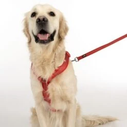 Arnés TIAKI Neoprene Rojo Para Perros 24 Arnés TIAKI Neoprene Rojo Para Perros -Mascota Suministros Ventas 323005 neoprene geschirr l fg 1669 5