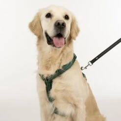 Arnés TIAKI Neoprene Verde Para Perros -Mascota Suministros Ventas 323025 neoprene geschirr l fg 1696 3